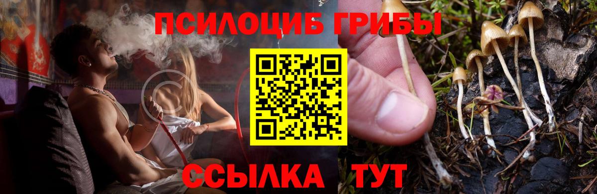 где купить наркоту  Вход с VPN  Луга  Галлюциногенные грибы Psilocybine cubensis 